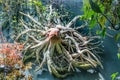 Wooden artwork turned into eagle head in Cloud Forest Dome, Singapore