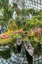 Group of colorful Insect eating plants in Cloud Forest Dome, Singapore