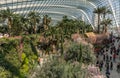 Palm trees and other plants in Flower Dome, Singapore