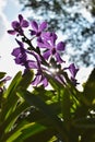 Singapore, National Orchid Garden, only tropical botanic garden on the UNESCO`s World Heritage List. Royalty Free Stock Photo