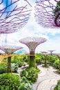 SINGAPORE - NOVEMBER 11, 2018: Supertree grove in garden by the bay. Vertical