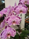 Singapore Orchid Competition