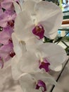 Singapore Orchid Competition