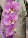 Singapore Orchid Competition