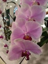 Singapore Orchid Competition