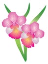 Singapore Orchid Vanda Miss Joaquim vector Illustration Royalty Free Stock Photo