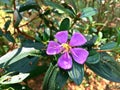 Singapore rhododendron (melastoma malabathricum)