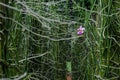 Singapore`s national flower, Vanda `Miss Joaquim`