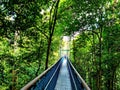 Singapore scenes: treetops walk bridge in Macritchie nature reserve Royalty Free Stock Photo