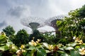 Singapore, 22/01/19. Supertree Grove in Gardens by the Bay in Singapore with elevated walkway seen through green leaves