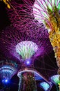 SINGAPORE: Supertrees and bridge illuminated for light show in gardens by the bay