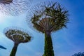 Singapore Supertrees in garden by the bay at Bay South Singapore. Royalty Free Stock Photo