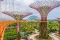 Singapore Supertrees Royalty Free Stock Photo