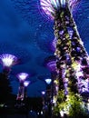 Singapore Supertrees in Gardens by the Bay Royalty Free Stock Photo