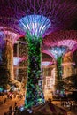 SINGAPORE: Supertrees illuminated for light show in gardens by the bay