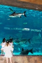 Singapore underwarer Sea Aquarium Sentosa, Singapore, April 14, Royalty Free Stock Photo