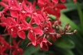 Singaporean red orchids blooming