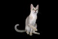 Singapura cat Royalty Free Stock Photo