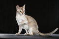 Singapura cat Royalty Free Stock Photo