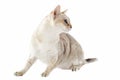 Singapura cat Royalty Free Stock Photo