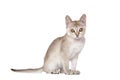 Singapura kitten Royalty Free Stock Photo