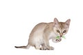 Singapura kitten Royalty Free Stock Photo