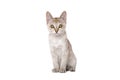 Singapura kitten Royalty Free Stock Photo