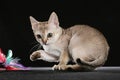 Singapura kitten Royalty Free Stock Photo