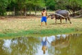 Cattleman without shirt pulling buffalo