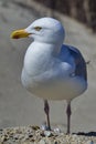 singe european herring gull on heligoland beach Royalty Free Stock Photo