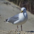 singe european herring gull on heligoland beach Royalty Free Stock Photo