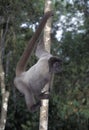 SINGE LAINEUX DE COLOMBIE lagothrix lagothricha lugens