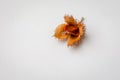 A singe open Beechnuts on white background.