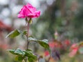 Singe Pink Rose with Garden Background