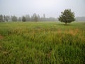 Singe tree grows in a field. Forest in a fog in the background. Nobody. Calm nature scene. Relaxed atmosphere. Farm land. Latvian