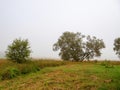 Singe tree grows in a field. Forest in a fog in the background. Nobody. Calm nature scene. Relaxed atmosphere. Farm land. Latvian