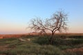 Singe tree without leaves and grasslands landscape.