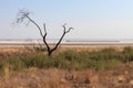 Singe tree without leaves and grasslands landscape.