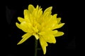 Singe Yellow Chrysanthemum