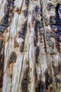 Singed Tree Trunk on Upper Bristlecone Loop Trail, Mt. Charleston, Nevada Royalty Free Stock Photo