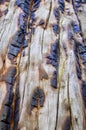 Singed Tree Trunk on Upper Bristlecone Loop Trail, Mt. Charleston, Nevada Royalty Free Stock Photo