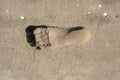 Singel footprint on sand beach Royalty Free Stock Photo