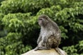 Isolated small monkey sitting, day Royalty Free Stock Photo