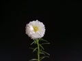 Singgle white rose moss in black background