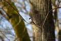 The singin male European Pied Flycatcher (Ficedula hypoleuca Royalty Free Stock Photo