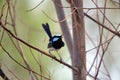 Singing adult male Superb Fairy Wren