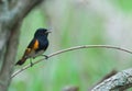 Singing American Redstart