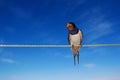 Singing barn swallow Royalty Free Stock Photo