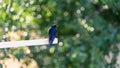 Singing barn swallow is sitting on a stick. Russia Royalty Free Stock Photo