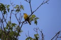 Singing bird American Yellow Warbler